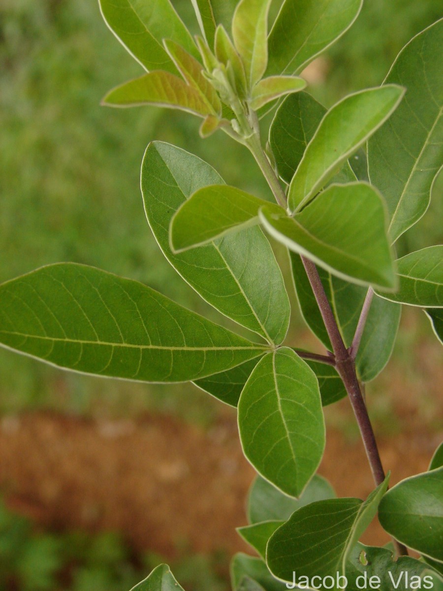 Vitex trifolia subsp. trifolia